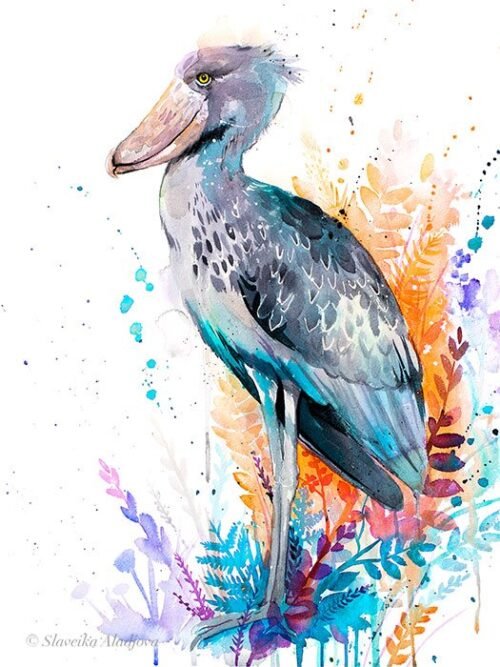 Shoebill