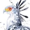 Secretary bird Secretary bird