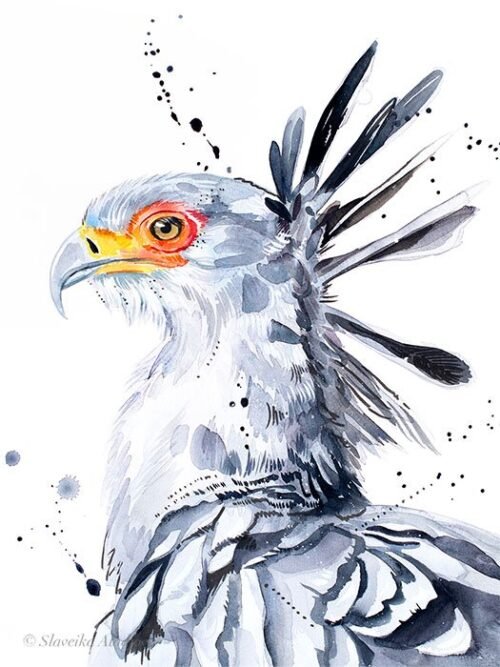 Secretary bird
