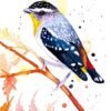 Spotted Pardalote Spotted Pardalote