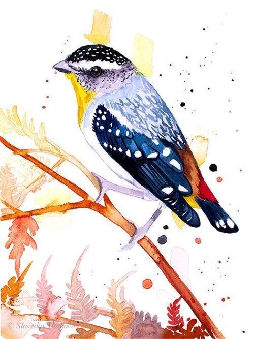 Spotted Pardalote