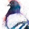 Pigeon