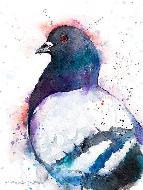 Pigeon