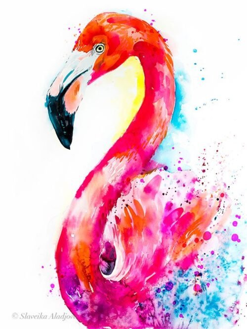 Flamingo