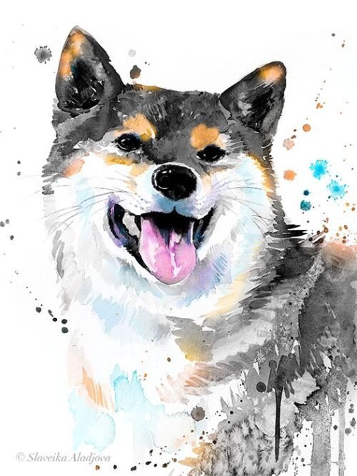 Black And Tan Shiba Inu