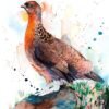 Red grouse