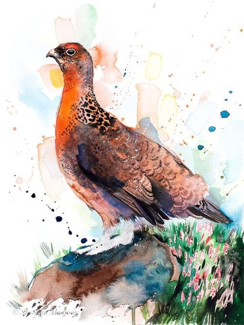 Red grouse