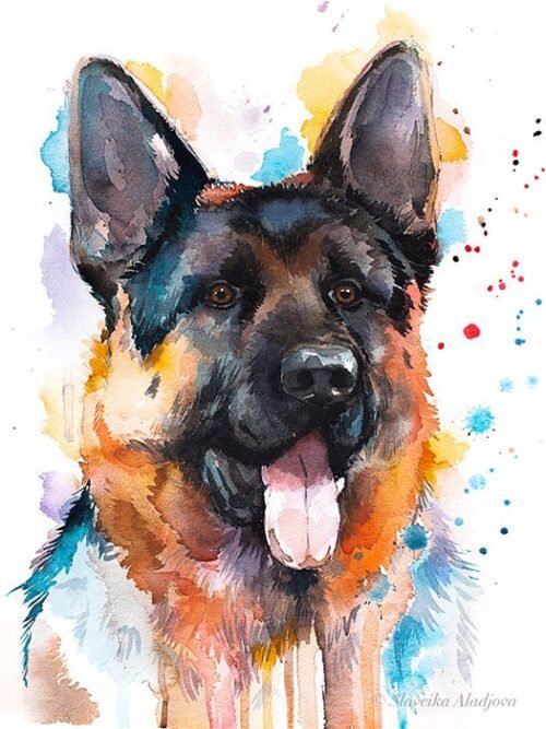 German Shepherd North