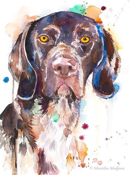 German Shorthaired Pointer