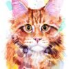 Maine Coon Cat Red Tabby