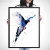 Taiwan Blue Magpie Taiwan Blue Magpie