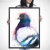 Pigeon