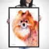 Pomeranian