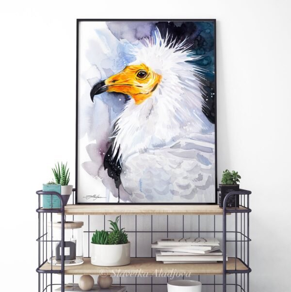 Egyptian Vulture, Old World Vulture, White Scavenger Vulture Egyptian Vulture, Old World Vulture, White Scavenger Vulture