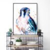 American Kestrel