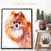Pomeranian