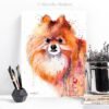 Pomeranian