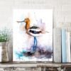 American Avocet