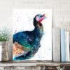 Turkey bird