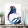 Pigeon
