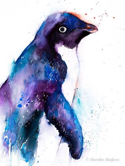 Adelie penguin