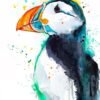 Atlantic puffin