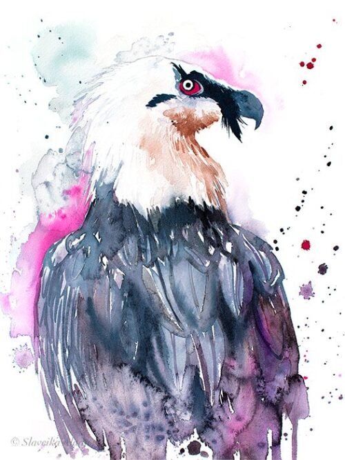 Bearded vulture