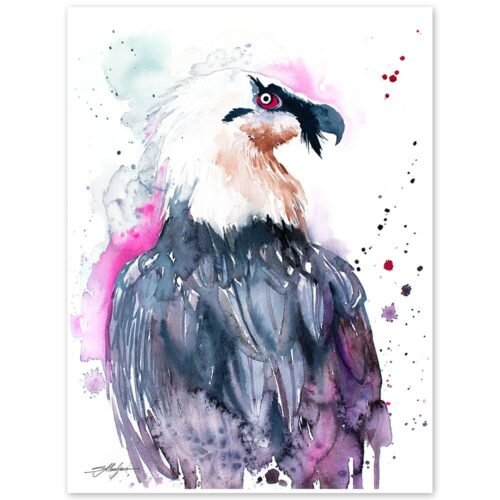 Bearded vulture