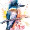 Belted Kingfisher Belted Kingfisher