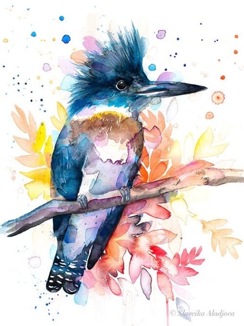 Belted Kingfisher