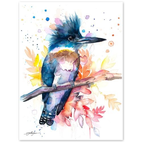 Belted Kingfisher