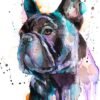 Black French Bulldog
