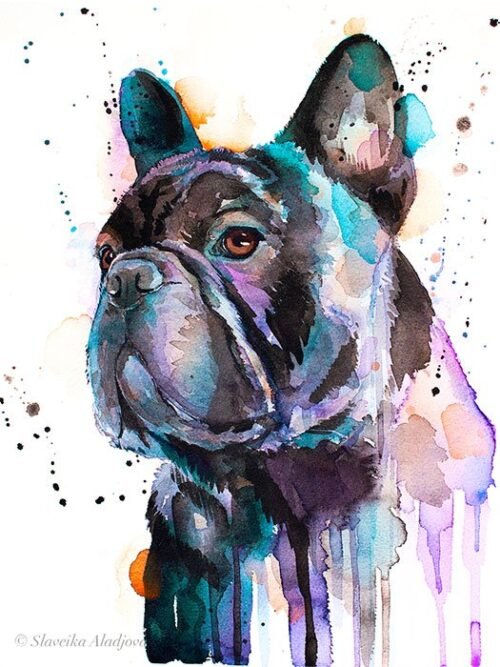 Black French Bulldog