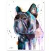 Black French Bulldog