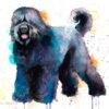 Black Russian Terrier Black Russian Terrier