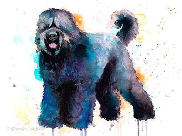 Black Russian Terrier Black Russian Terrier