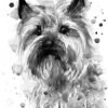 Black and white Cairn Terrier