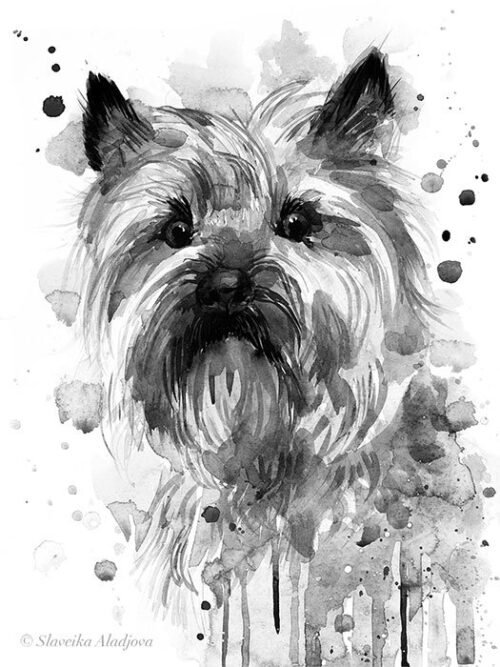Black and white Cairn Terrier