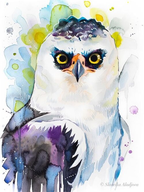 Black and white hawk-eagle