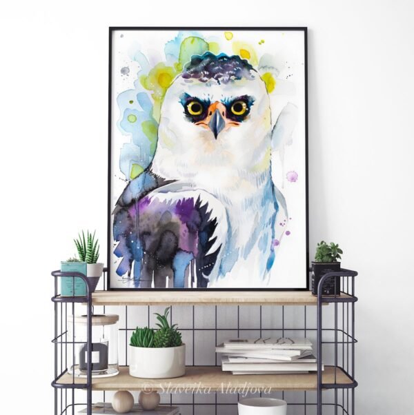 Black and white hawk-eagle