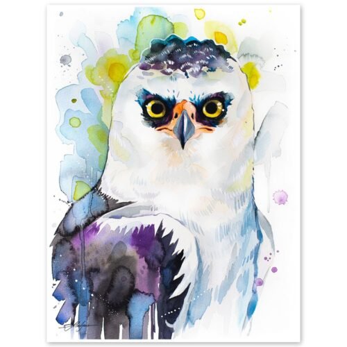 Black and white hawk-eagle