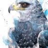 Black-chested buzzard-eagle