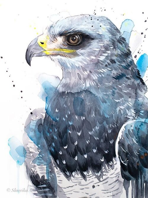 Black-chested buzzard-eagle