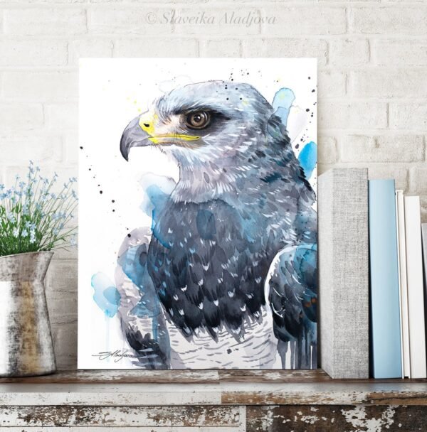 Black-chested buzzard-eagle