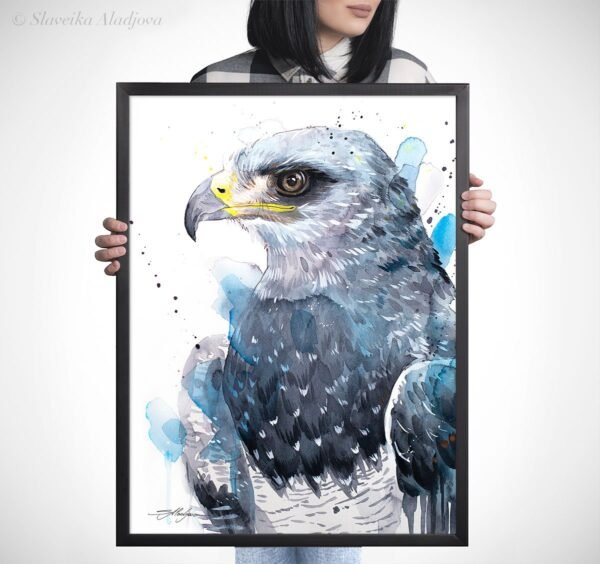 Black-chested buzzard-eagle