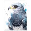 Black-chested buzzard-eagle