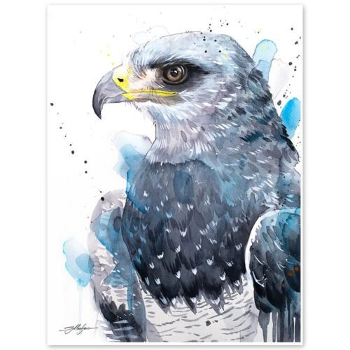 Black-chested buzzard-eagle