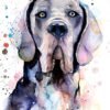 Blue Great Dane