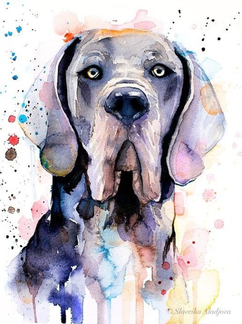 Blue Great Dane