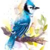 Blue Jay